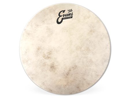 Evans Calftone 18  Drum Head Fashion