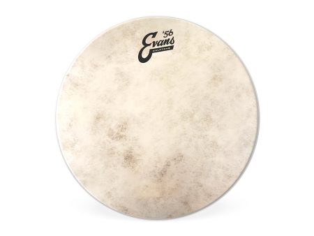 Evans Calftone 13  Drum Head Hot on Sale